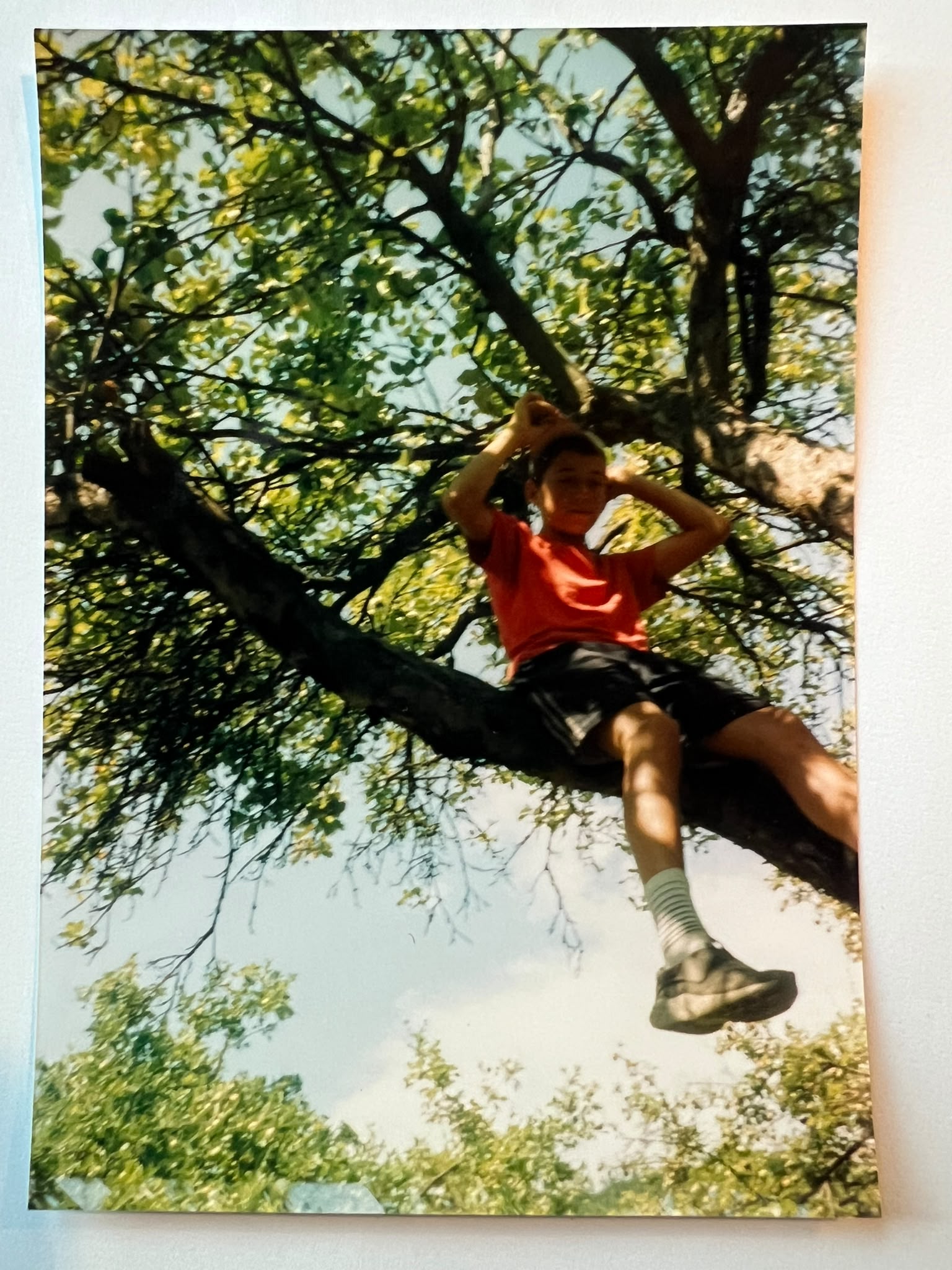 A boy in a red T-shirt sits on a tree branch, photographed from below against leaves and sky.