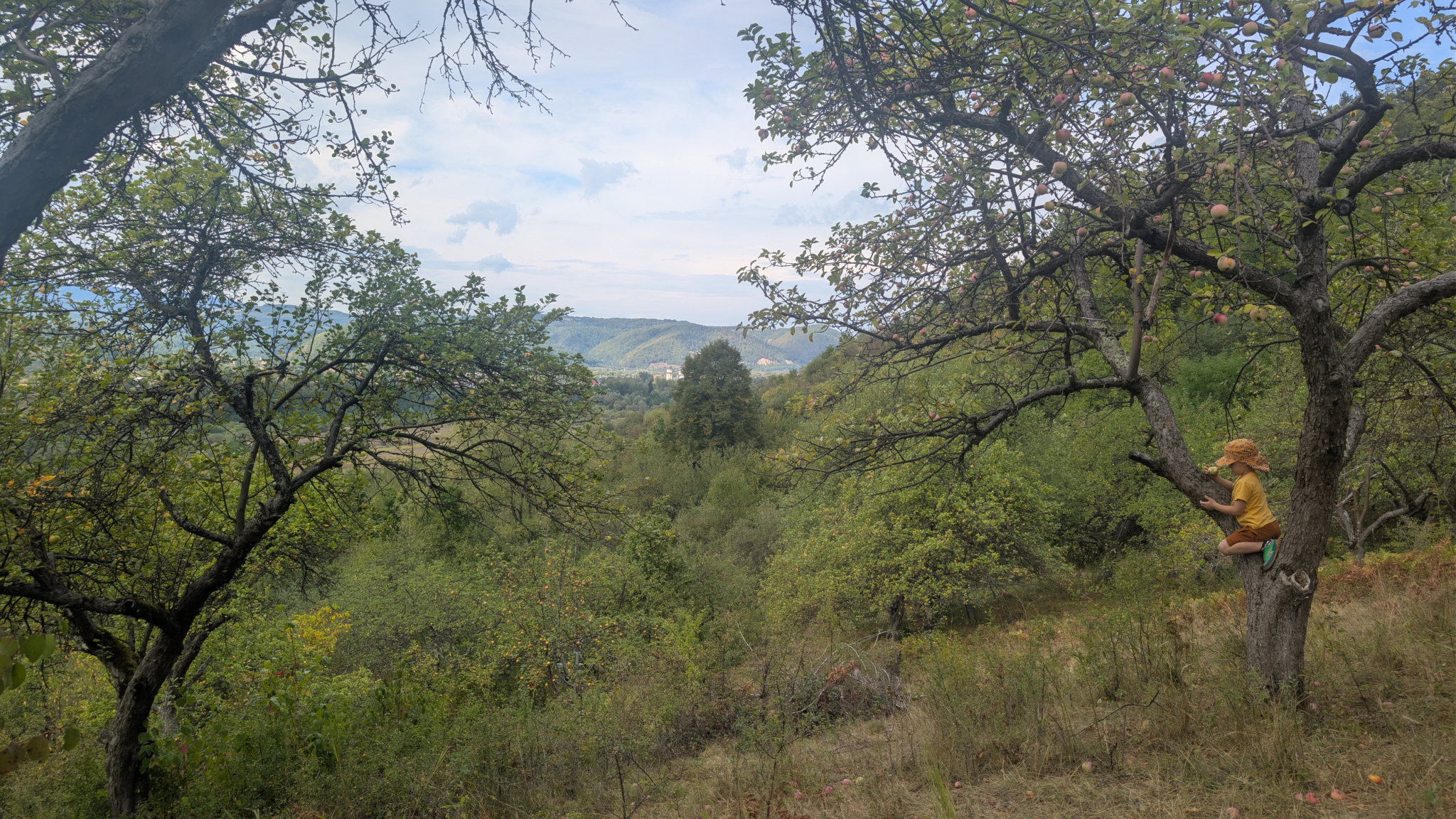 A child sits on a branch of an apple tree, looking out over a green valley.