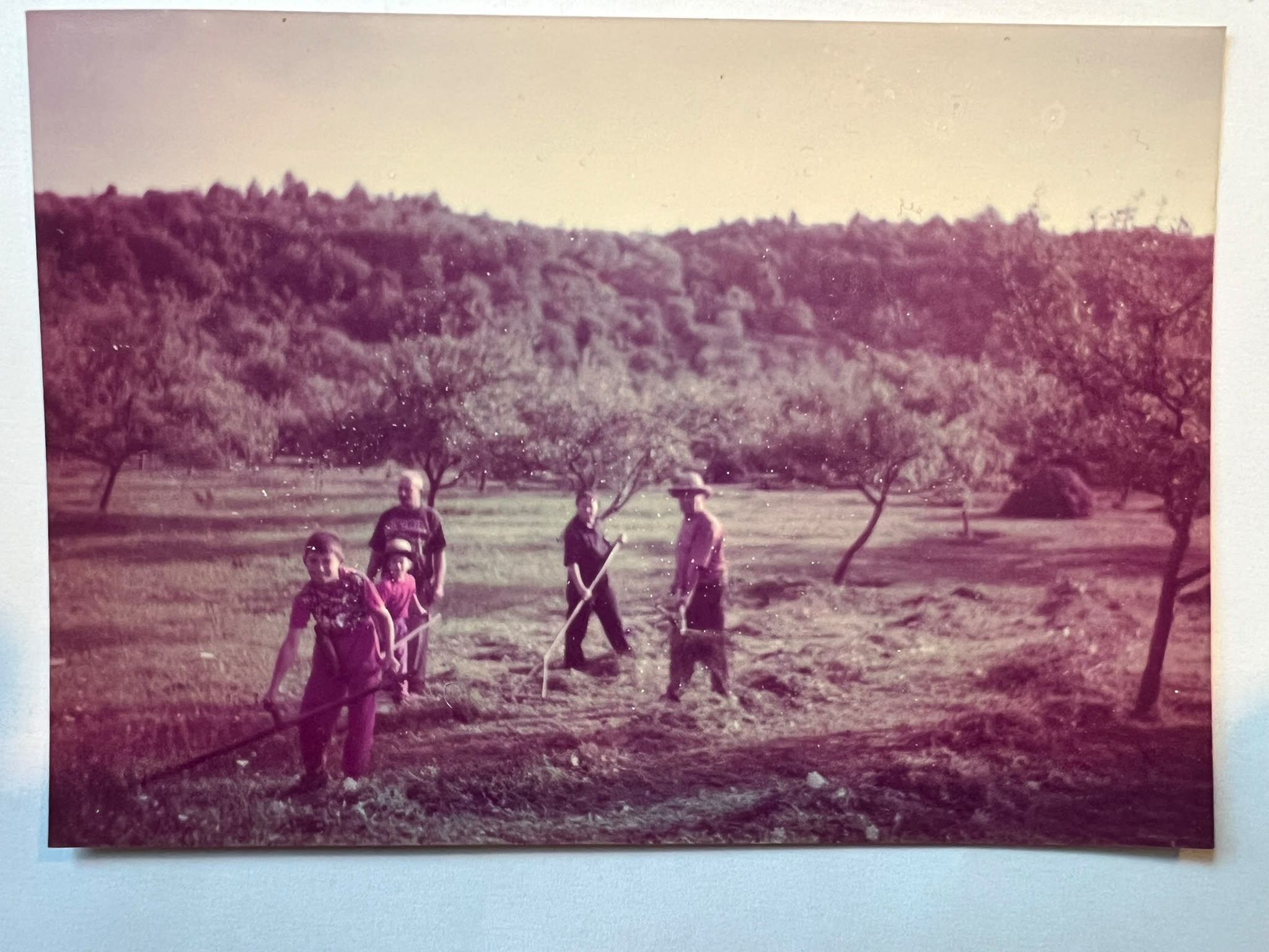 Several people turn hay with rakes in an orchard, with wooded hills behind them.