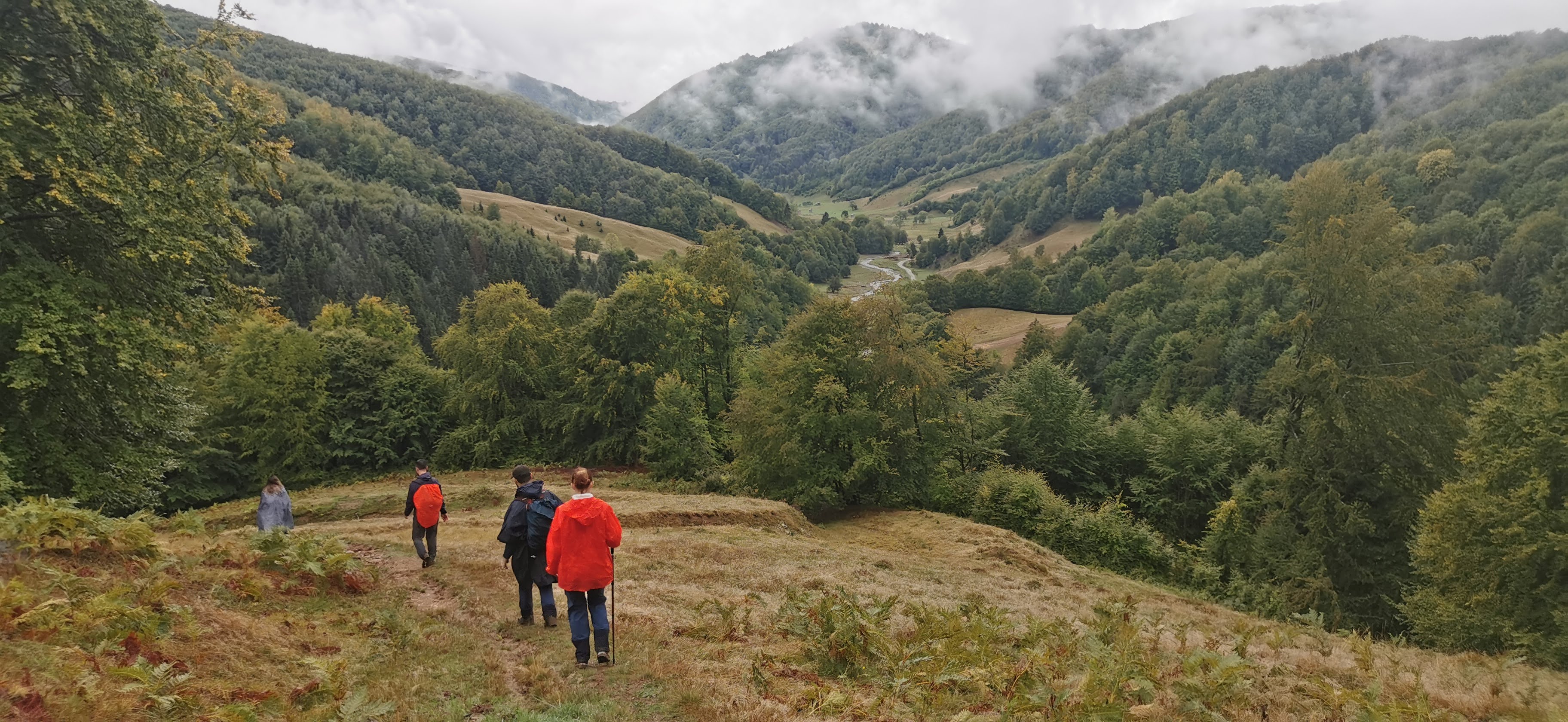 Four people walk down a grassy hillside into a misty forest valley.